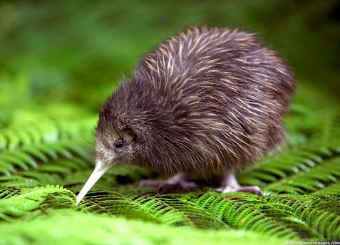 kiwi-vogel